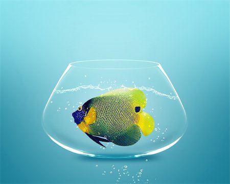south africa and small business - angelfish in small bowl and looking for something better. Photographie de stock - Aubaine LD & Abonnement, Code: 400-06080241