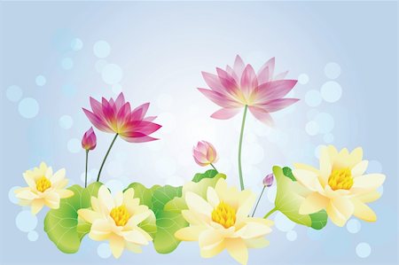 elegant white flower sillouette - Lotus water lilies - Illustration Stock Photo - Budget Royalty-Free & Subscription, Code: 400-06080394