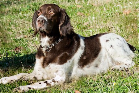 Setter lying on the grass Stock Photo - Budget Royalty-Free & Subscription, Code: 400-06080516