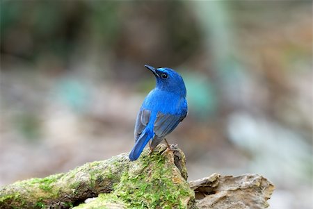 beautiful male hainan blue flycatcher Photographie de stock - Aubaine LD & Abonnement, Code: 400-06080681