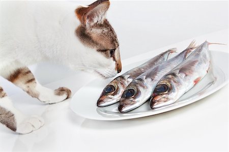 sergioua (artist) - Cat smelling a fish on the table. In the kitchen. Photographie de stock - Aubaine LD & Abonnement, Code: 400-06080729