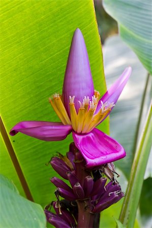 simsearch:400-05382337,k - Banana blossom and bunch on tree inThailand Stock Photo - Budget Royalty-Free & Subscription, Code: 400-06081011