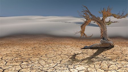 pan tree - Dead Tree in Desert Photographie de stock - Aubaine LD & Abonnement, Code: 400-06081150