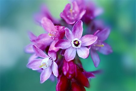 Beautiful Spring flowers close up, shallow depth of field Foto de stock - Royalty-Free Super Valor e Assinatura, Número: 400-06081285