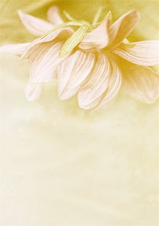 Beautiful vintage background with dahlia Foto de stock - Royalty-Free Super Valor e Assinatura, Número: 400-06081288