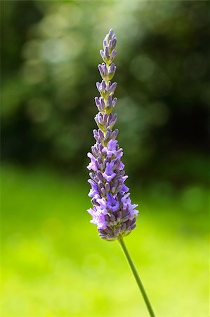 Lavender flowers close up Foto de stock - Royalty-Free Super Valor e Assinatura, Número: 400-06081293