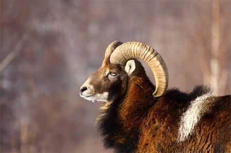 this is a big powrfull mouflon male Stock Photo - Budget Royalty-Free & Subscription, Code: 400-06081395