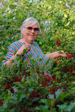 smelling old people - Elderly woman in bushes of a red currant Stock Photo - Budget Royalty-Free & Subscription, Code: 400-06081594