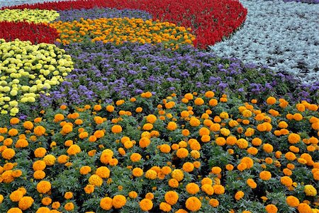 simsearch:400-08555878,k - Decorative flower field Foto de stock - Royalty-Free Super Valor e Assinatura, Número: 400-06081593