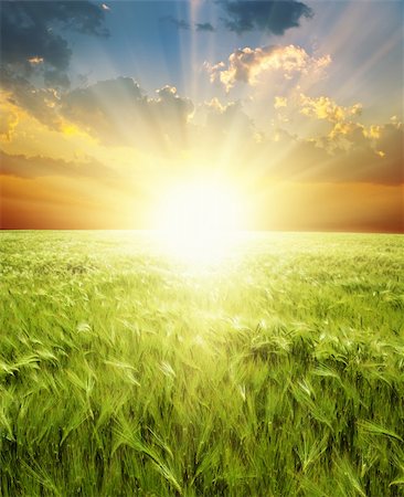 rye ear - ear of green wheat under sunrays Stock Photo - Budget Royalty-Free & Subscription, Code: 400-06081677