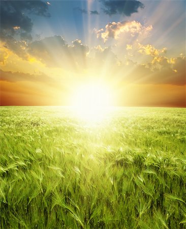 sun over farm field - ear of green wheat under sunrays Photographie de stock - Aubaine LD & Abonnement, Code: 400-06081677