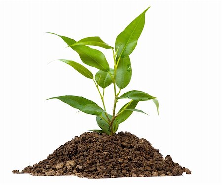 simsearch:400-04385133,k - Young green plant on a white background Stock Photo - Budget Royalty-Free & Subscription, Code: 400-06081793