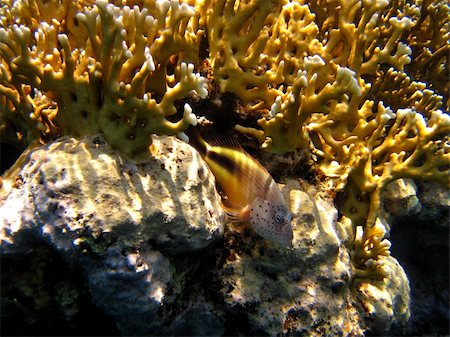 simsearch:862-03352939,k - small fish with lot of point on the head tucked between coral Foto de stock - Super Valor sin royalties y Suscripción, Código: 400-06081868