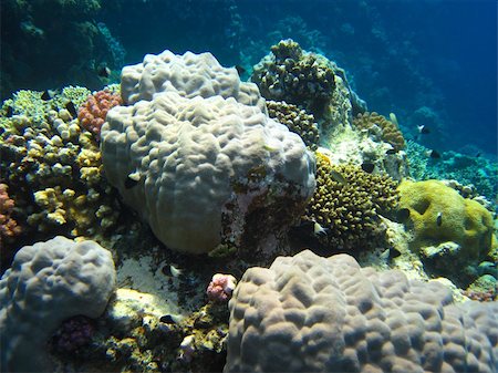 simsearch:862-03352939,k - huge round coral ground on the Red Sea in Egypt Foto de stock - Super Valor sin royalties y Suscripción, Código: 400-06081870