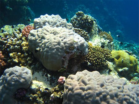 simsearch:400-05906800,k - huge round coral ground on the Red Sea in Egypt Stock Photo - Budget Royalty-Free & Subscription, Code: 400-06081870