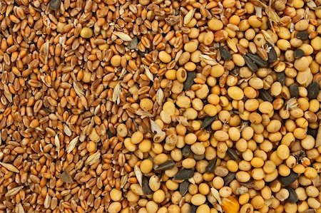 feeding barley - Fodder blends for domestic animals from soybean seeds, sunflower seeds and cereal grains Stock Photo - Budget Royalty-Free & Subscription, Code: 400-06082162