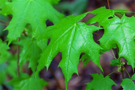 simsearch:400-04212257,k - Wet spring leaves. Close-up view. Stock Photo - Budget Royalty-Free & Subscription, Code: 400-06082175