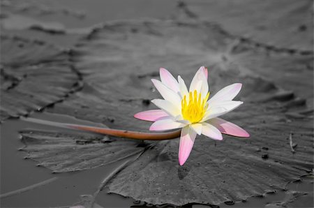 simsearch:689-03124197,k - Blossoming lily flower with white and black leaves and water on background Photographie de stock - Aubaine LD & Abonnement, Code: 400-06082225