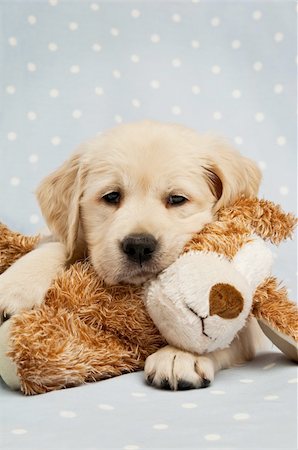 emotional golden retriever - Golden Retriever puppy isolated on a blue background with a teddy bear Stock Photo - Budget Royalty-Free & Subscription, Code: 400-06082239