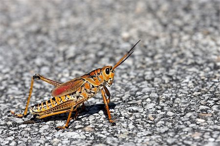 Grass hopper from the Everglades sitting on a road Photographie de stock - Aubaine LD & Abonnement, Code: 400-06082429