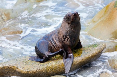 simsearch:400-06094384,k - A Hooker's Seal Lion resting on a rock on the New Zealand coast. Fotografie stock - Microstock e Abbonamento, Codice: 400-06082796