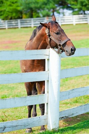 simsearch:400-06089269,k - Image of a beautiful brown horse standing by the fence Foto de stock - Super Valor sin royalties y Suscripción, Código: 400-06082798