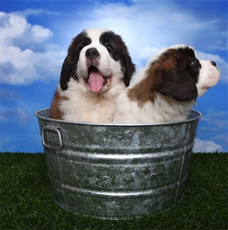 simsearch:400-06108834,k - Cute and Adorable Saint Bernard Pups Photographie de stock - Aubaine LD & Abonnement, Code: 400-06082806