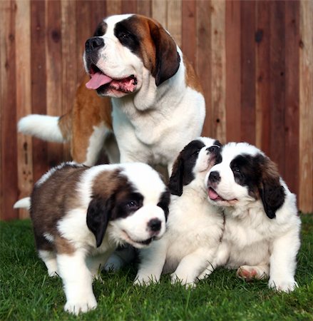 Cute and Adorable Saint Bernard Pups Stock Photo - Budget Royalty-Free & Subscription, Code: 400-06082810