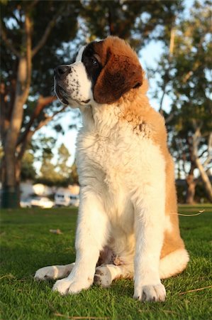 Adorable Saint Bernard Purebred Puppy Stock Photo - Budget Royalty-Free & Subscription, Code: 400-06082842