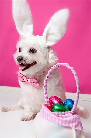 Happy dog wearing bunny ears sits beside a bag ful of easter egg chocolates. Photographie de stock - Aubaine LD & Abonnement, Code: 400-06082854