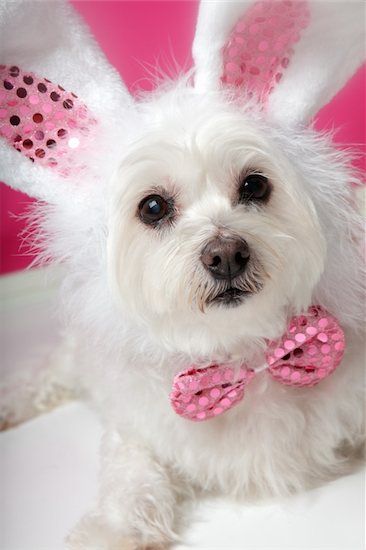 An adorable little dog with soft white fluffy fur, wearing sequin bunny ears and matching sequin bow tie.  Closeup. Stock Photo - Royalty-Free, Artist: lovleah, Image code: 400-06082924