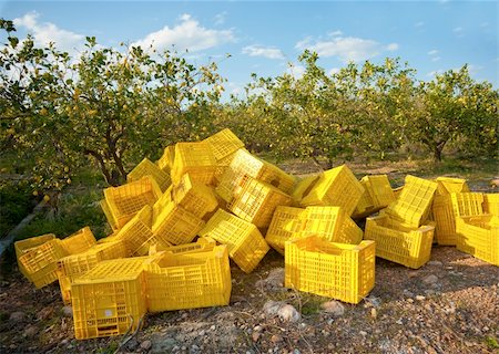 simsearch:400-05920005,k - Crates ready to harvest the lemon crop Foto de stock - Super Valor sin royalties y Suscripción, Código: 400-06083037