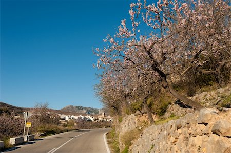 simsearch:400-06083036,k - Scenic road on the Costa Blanca, Spain, during almond blossom season Stock Photo - Budget Royalty-Free & Subscription, Code: 400-06083048