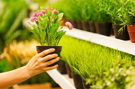 Closeup on hands taking pots of flowers from store shelf Stock Photo - Budget Royalty-Free & Subscription, Code: 400-06083099