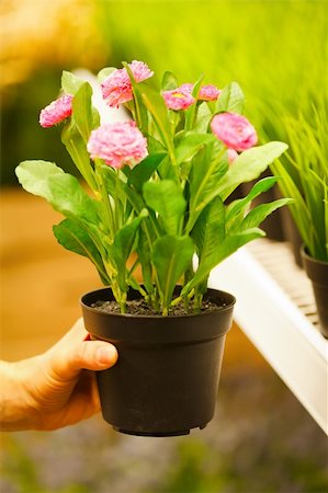Closeup on hands holding pots of flowers Stock Photo - Budget Royalty-Free & Subscription, Code: 400-06083100