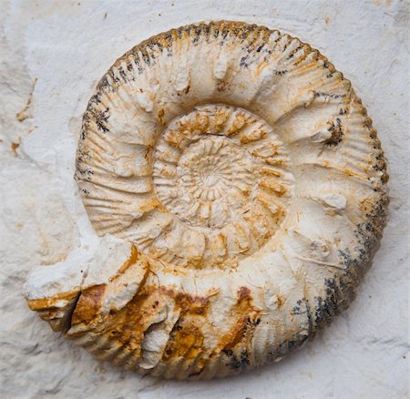 rock fossils - fossilised ammonoids (Ammonoidea) Foto de stock - Super Valor sin royalties y Suscripción, Código: 400-06083195