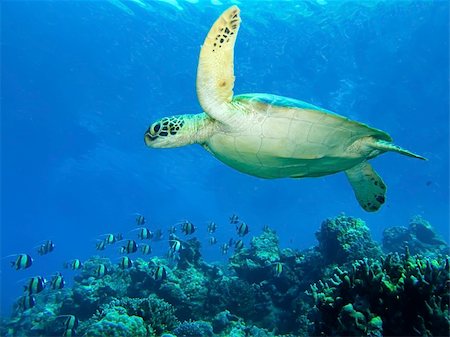 A Green Sea Turtle swimming above the coral reef. Stock Photo - Budget Royalty-Free & Subscription, Code: 400-06083222