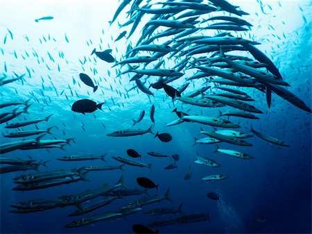 A school of Barracuda hunting small fish in clear tropical water. Photographie de stock - Aubaine LD & Abonnement, Code: 400-06083301
