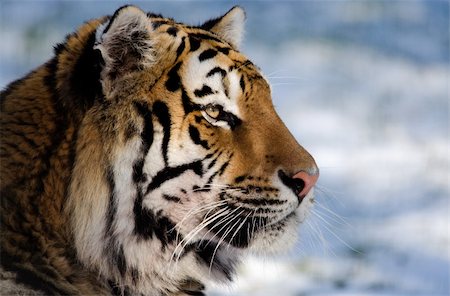Siberian tiger in profile Stock Photo - Budget Royalty-Free & Subscription, Code: 400-06083321