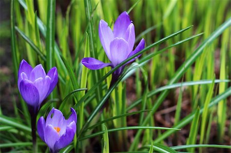 Three purple spring flowers amongst the greenery Stock Photo - Budget Royalty-Free & Subscription, Code: 400-06083371