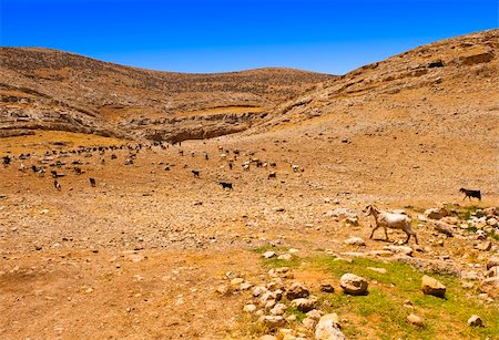 simsearch:400-05684520,k - Herd of Goats Grazing in the Mountains of Samaria, Israel Stock Photo - Budget Royalty-Free & Subscription, Code: 400-06083492