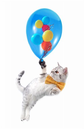 simsearch:400-08316734,k - cat kitten with bow tie and colorful ballons Stockbilder - Microstock & Abonnement, Bildnummer: 400-06083536