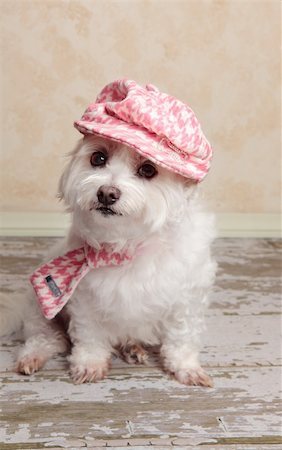 pink fabric fashion studio - A cute little dog wearing trendy country style fashion, sits on a distressed wooden floor. Stock Photo - Budget Royalty-Free & Subscription, Code: 400-06083583