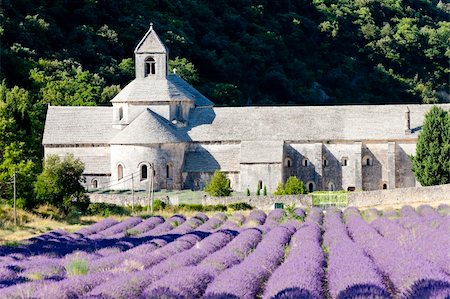 senanque lavender - Senanque abbey with lavender field, Provence, France Stock Photo - Budget Royalty-Free & Subscription, Code: 400-06083704