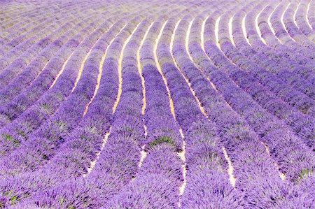 plateau de valensole - lavender field, Plateau de Valensole, Provence, France Stockbilder - Microstock & Abonnement, Bildnummer: 400-06083701