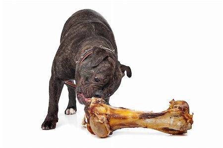 fat dog - English Bulldog eating from a big bloody bone Stock Photo - Budget Royalty-Free & Subscription, Code: 400-06083809
