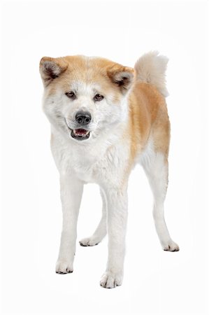 Akita Inu standing in front of a white background Foto de stock - Super Valor sin royalties y Suscripción, Código: 400-06083803