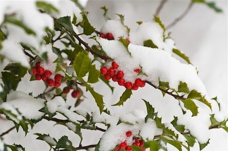 This is a close up image of a snow covered holly bush with red berries. Fotografie stock - Microstock e Abbonamento, Codice: 400-06094385