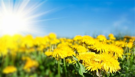 Field of spring flowers dandelions and perfect sunny day Stock Photo - Budget Royalty-Free & Subscription, Code: 400-06094436