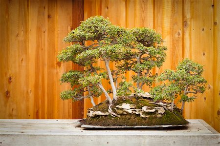 Beautiful Elm Bonsai Tree Forest Against Wood Fence. Stock Photo - Budget Royalty-Free & Subscription, Code: 400-06094755